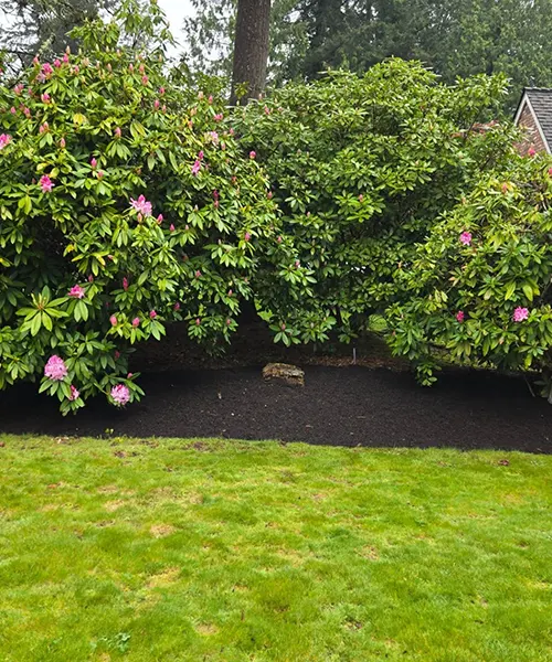 Landscape Maintenance in Bellevue 